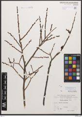 Foto von Salix caesia Vill.